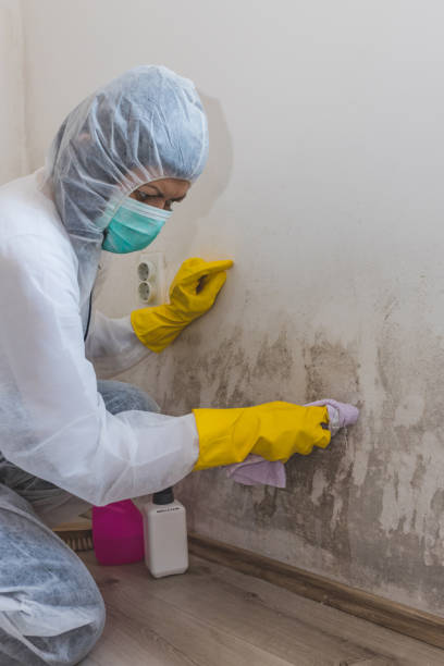 Mold Remediation for Vacation Homes